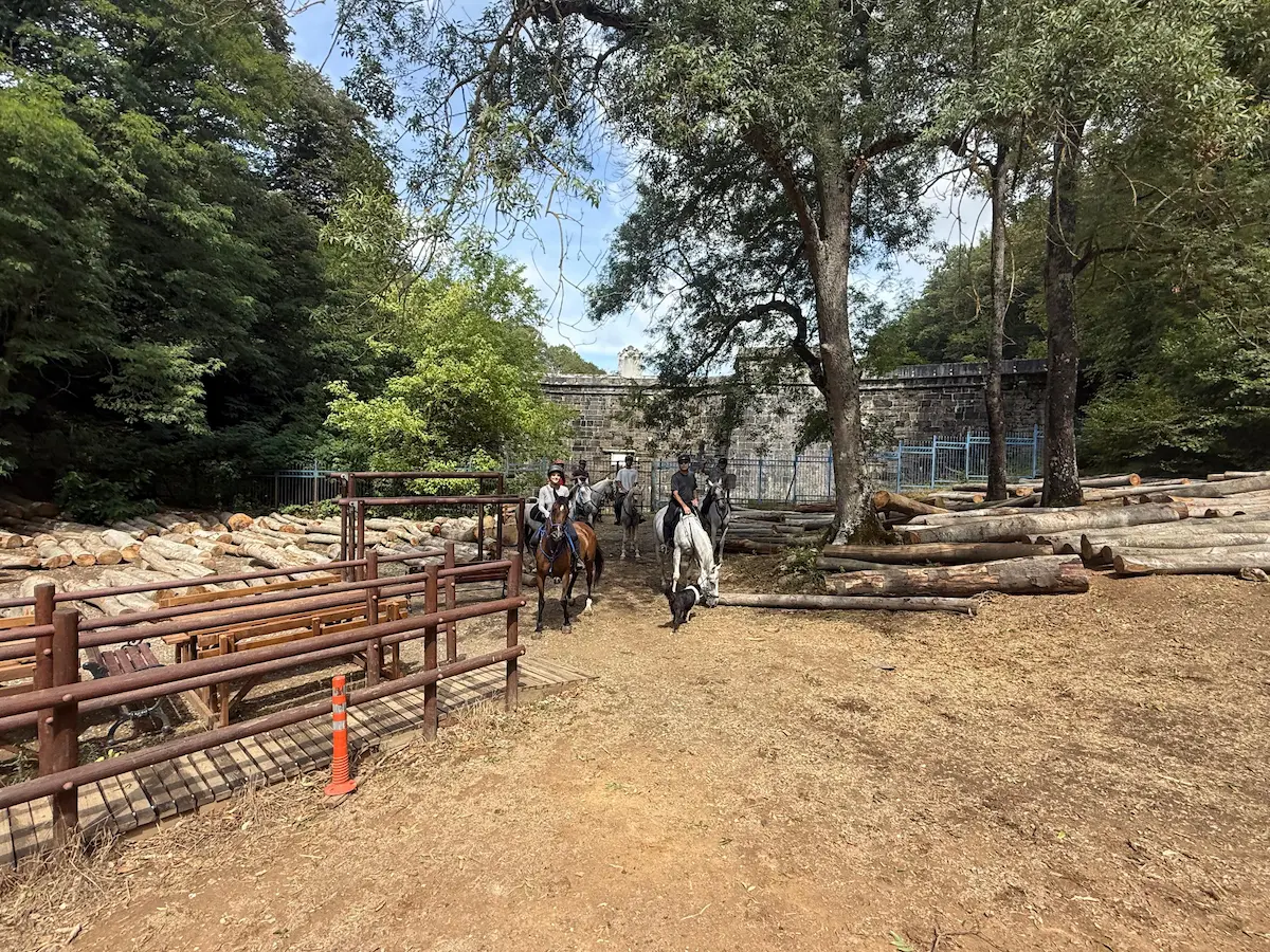 Belgrad Forest horseback riding tour near Istanbul